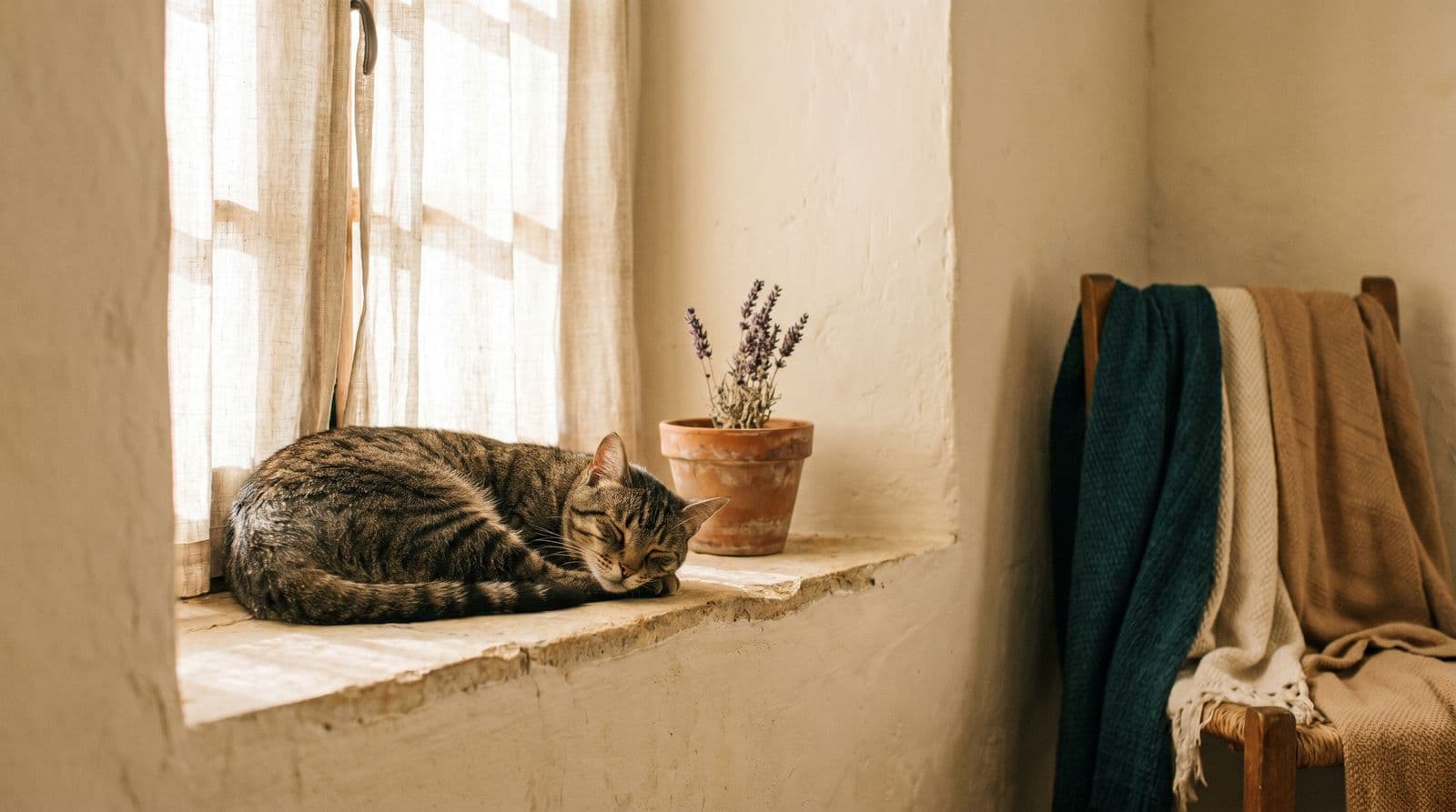 Gato tabby relajado en la repisa de una ventana al atardecer